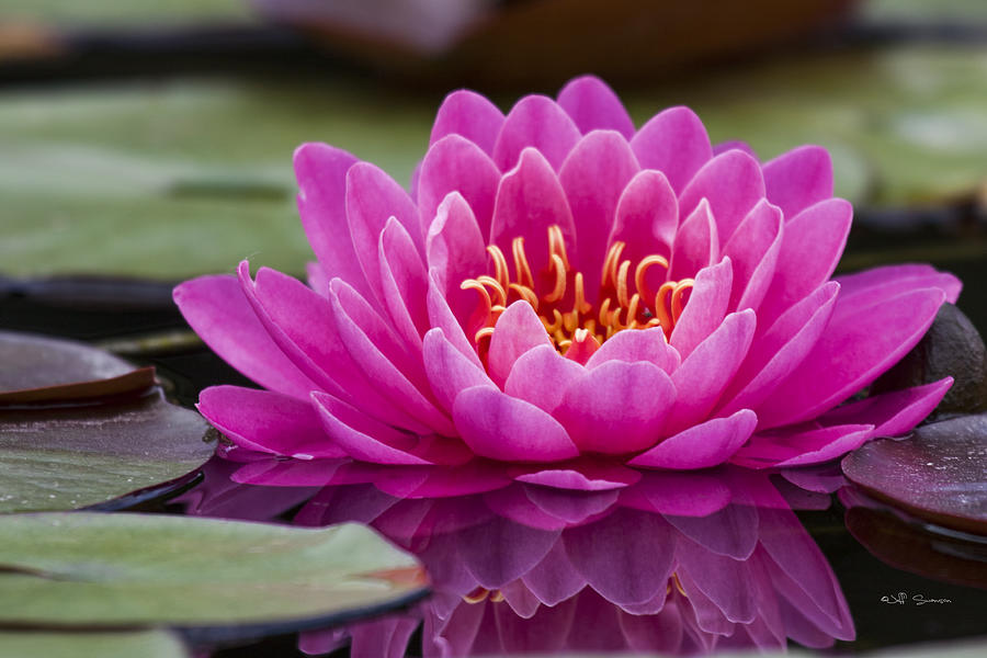 Reflections of a Waterlily by Jeff Swanson Reflections of a Waterlily by Jeff Swanson