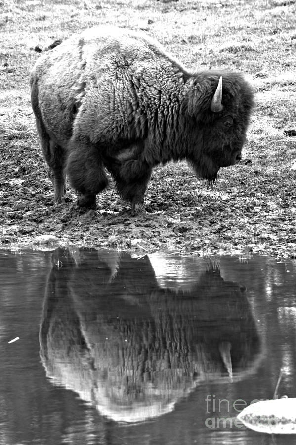 Reflections Of An American Icon Black And White Photograph by Adam Jewell