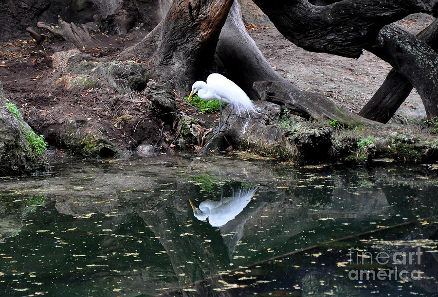 Reflections Of An Egret Photograph by John Black