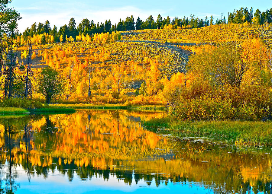 Reflections of Aspen Gold Photograph by Don Mercer