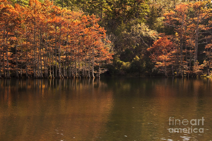 Nature Photograph - Reflections of Autumn on Beavers Bend by Tamyra Ayles