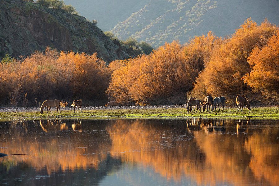 Reflections of Autumn on the Salt River Photograph by Sue Cullumber