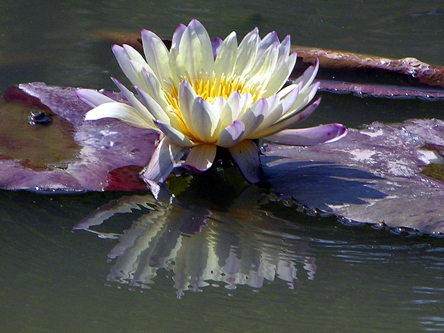 Water Lily Photograph - Reflections of Beauty by John Lautermilch