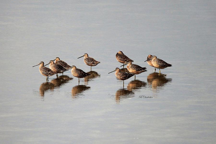 Reflections of Dowitchers Painting by Barbara Chichester