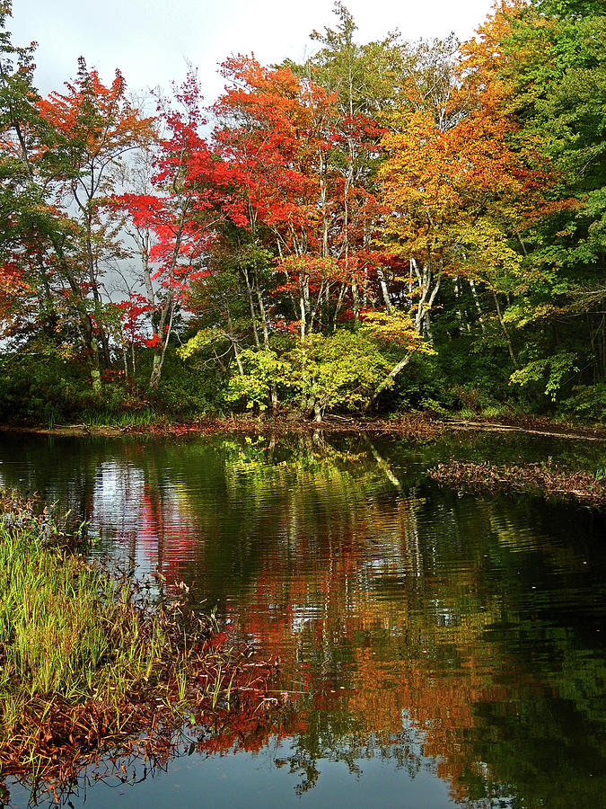 Reflections of Fall Foliage Photograph by Nancy Griswold