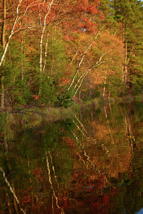 Reflections of Fall Photograph by Forest Floor Photography