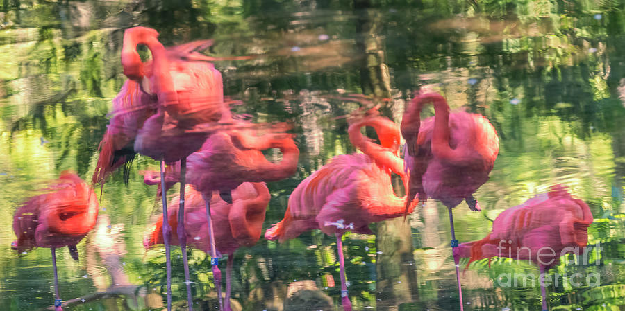 Reflections Of Flamingos Photograph