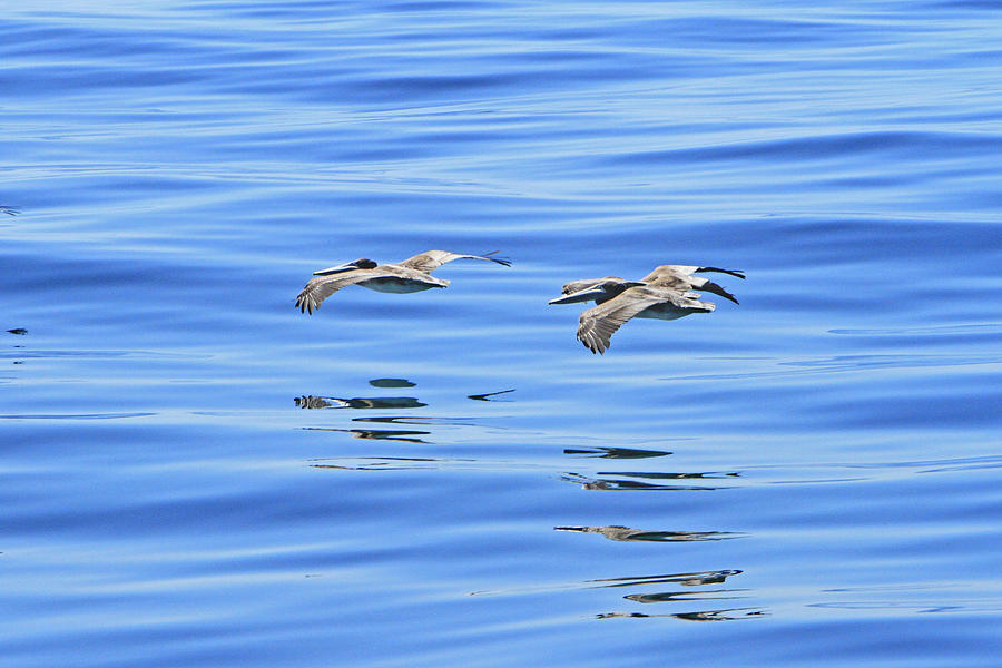Reflections of Flight Photograph by Shoal Hollingsworth