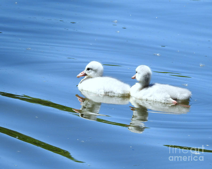 Reflections Of Fluffy Cygnets Photograph by Kathy M Krause