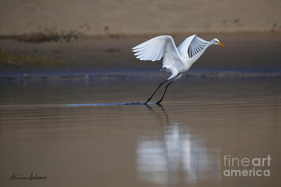 Egret Photograph - Reflections of Grace by Alison Salome