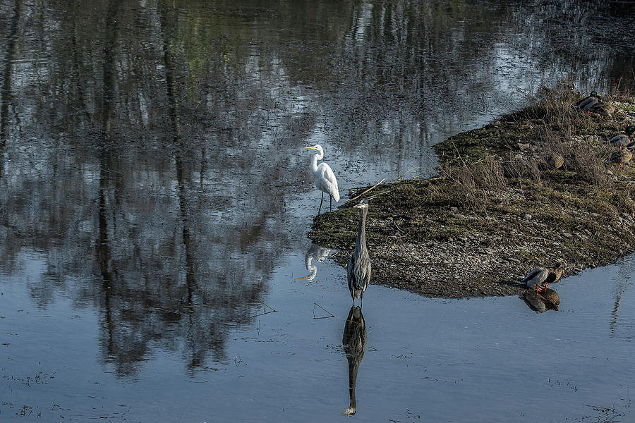 Reflections of My Feathered Friends Photograph by Belinda Greb