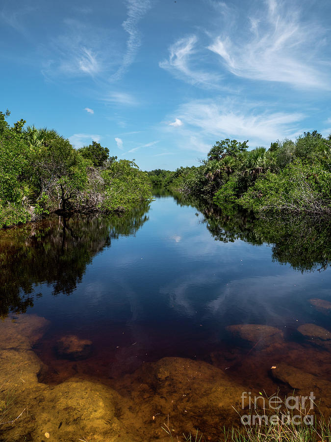 Cape Coral Photograph - Reflections of nature by David Lane