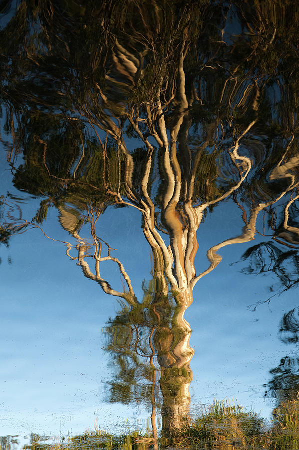 Surrealism Photograph - Reflections of Nature by Winston Stephenson Photography
