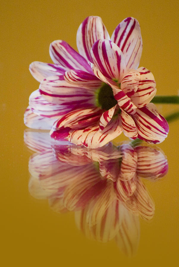 Flower Photograph - Reflections of Summer - Striped Gerbera Flower by Pixie Copley