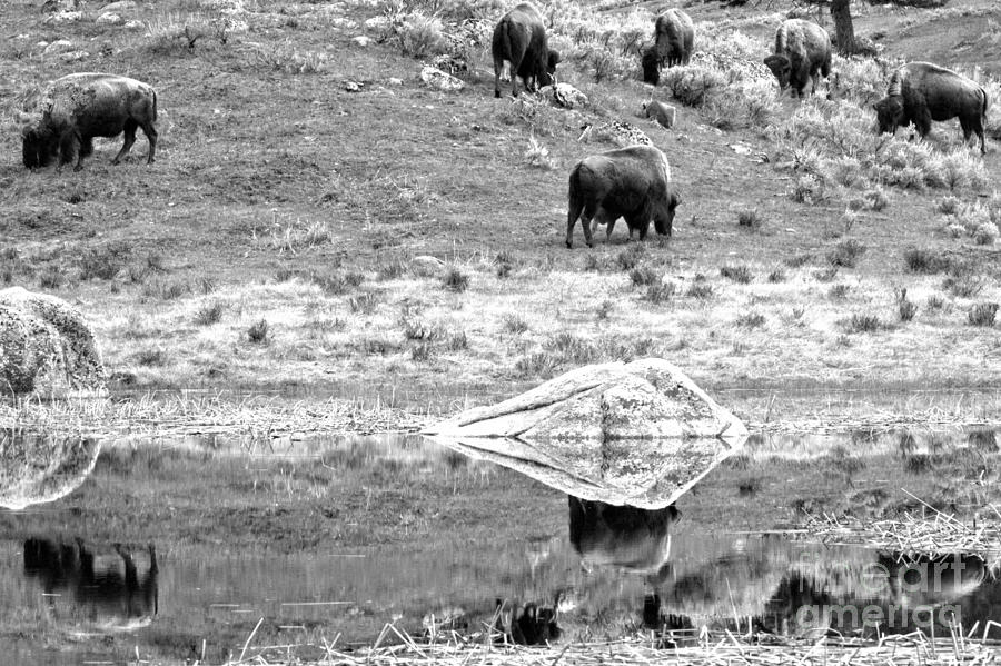 Reflections Of The Bison Herd Black And White Photograph by Adam Jewell
