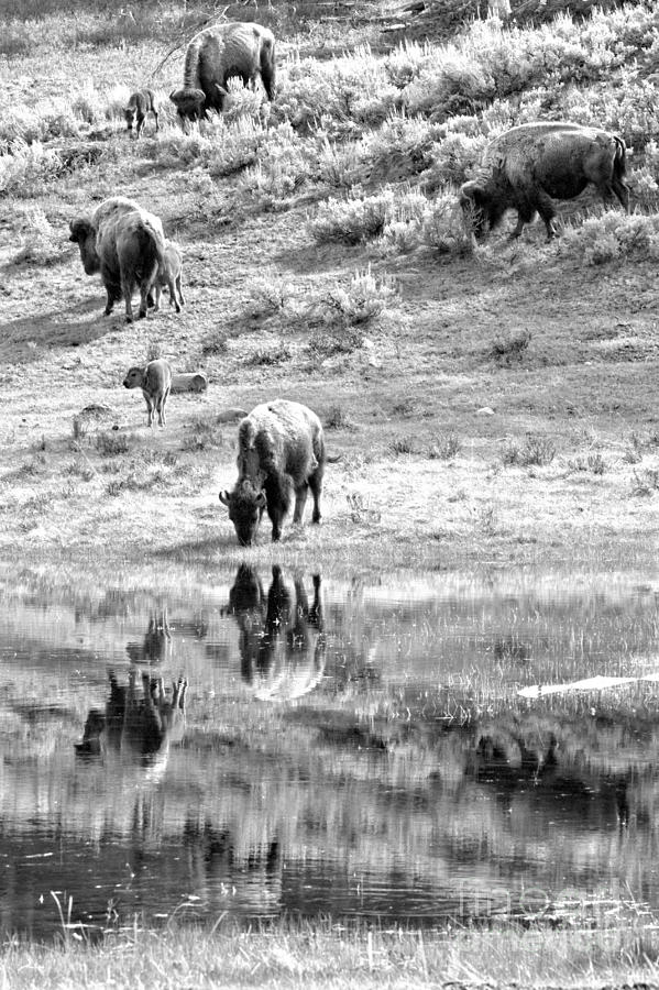 Reflections Of The Lamar Valley Herd Black And White Photograph by Adam Jewell