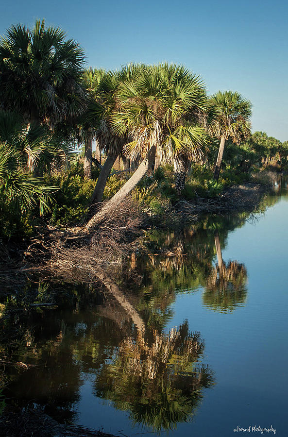 Reflections Of The Palm  Photograph by Debra Forand