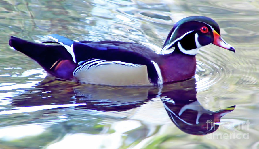 Reflections Of The Wood Duck Photograph by D Hackett