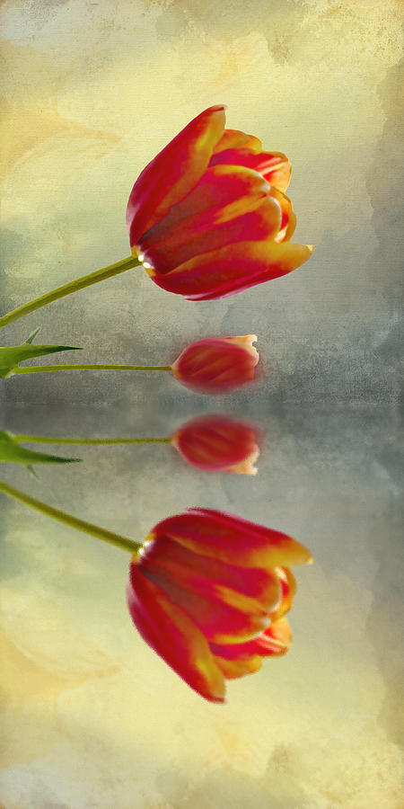 Tulip Photograph - Reflections of Tulips by Debbie Nobile