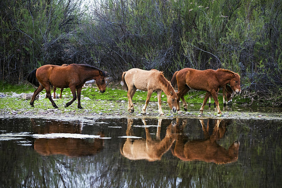 Reflections of Wild Horses in the Salt River Photograph by Dave Dilli