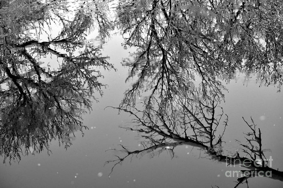 Reflections of winter Photograph by Laurie Wilcox