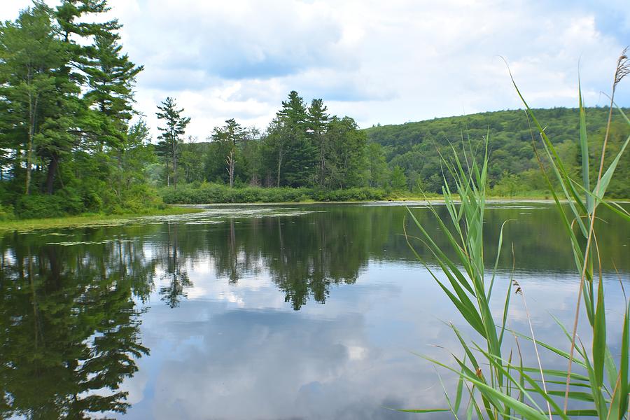 Reflections of Wood Creek Pond 1 Photograph by Nina Kindred