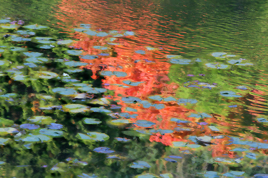 Reflections on a Lily Pond Photograph by Vicki Hone Smith