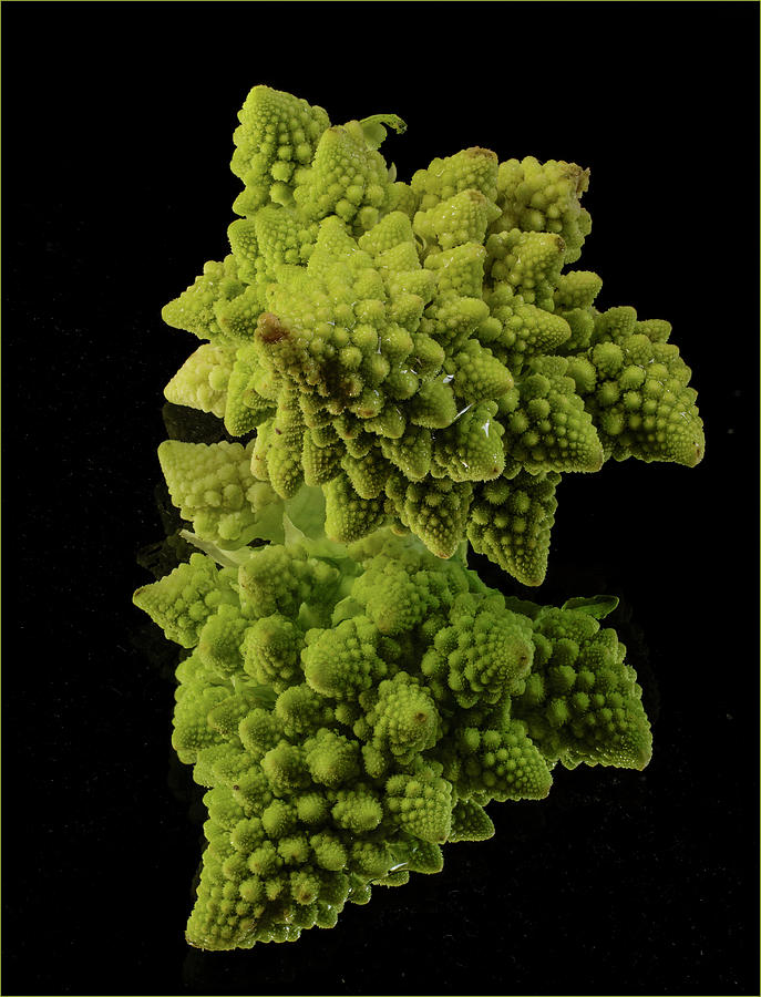Reflections on Broccoli Photograph by Jean Noren