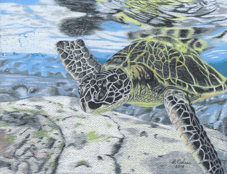 Turtle Drawing - Reflections on Hawaii by David Cochran