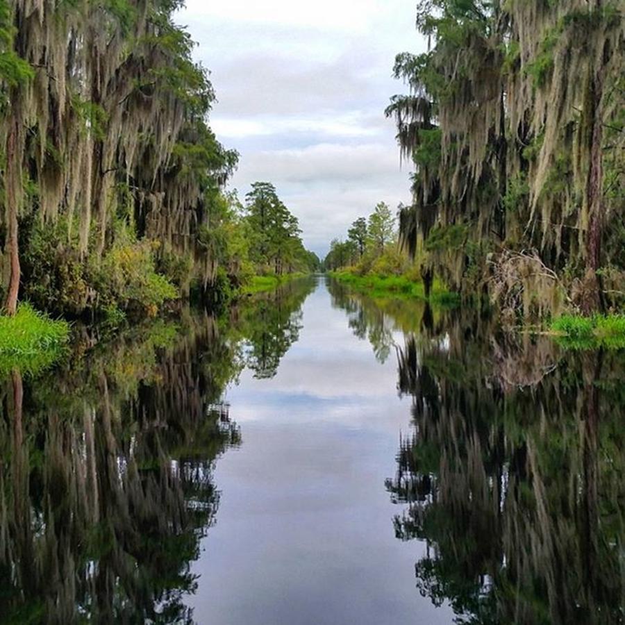 Nature Photograph - Reflections On The Okefenokee Swamp by Karen Breeze