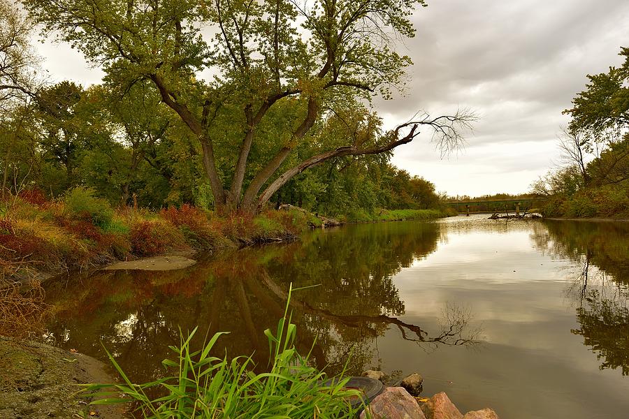 Tree Photograph - Reflections on the River by Laurie Wilcox