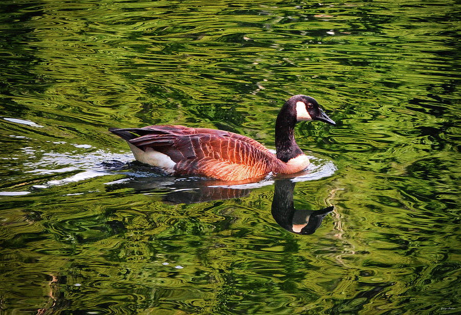 Reflections - Swimming Goose 003 Photograph by George Bostian