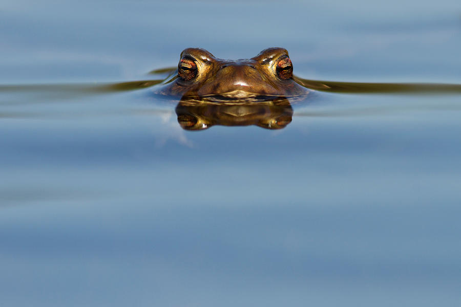 Spring Photograph - Reflections - Toad in a Lake by Roeselien Raimond