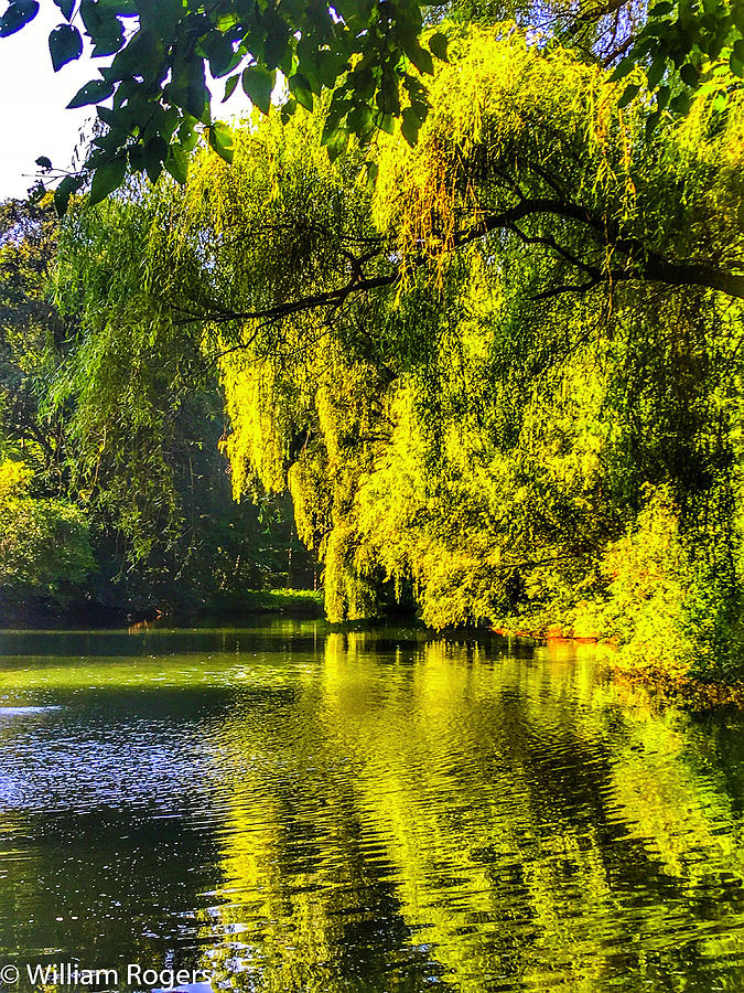 Reflections Weeping Willow Photograph by William E Rogers - Fine Art ...