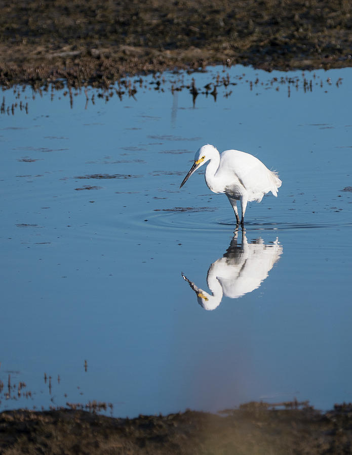 Reflections White Egret Photograph by Paul Ross