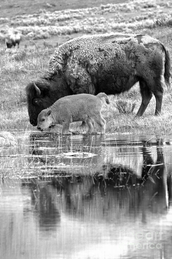 Reflections With The Red Dog Black And White Photograph by Adam Jewell
