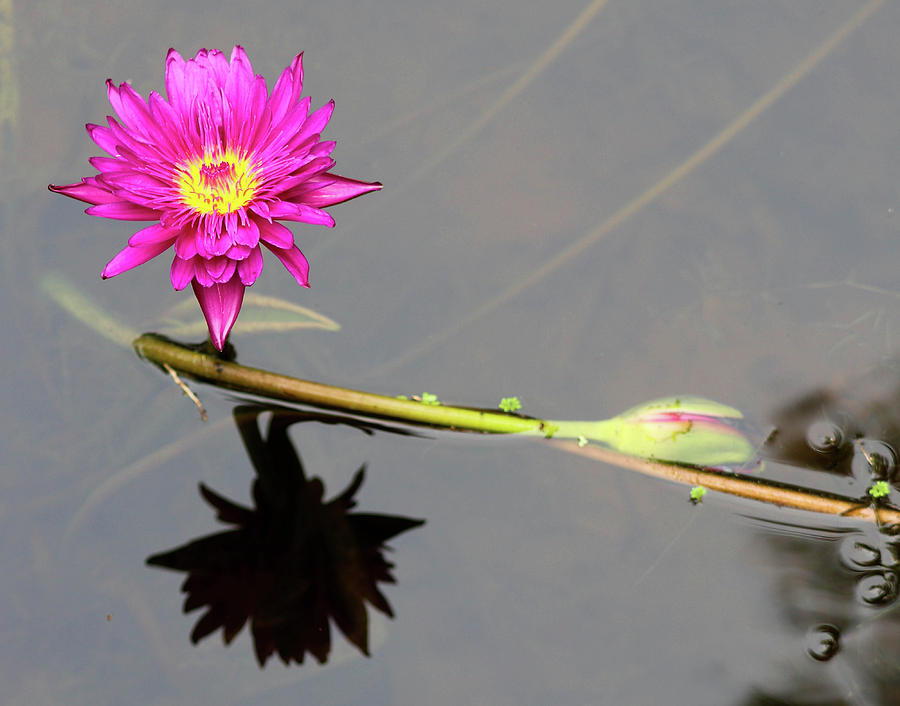 Reflective Beauty Photograph