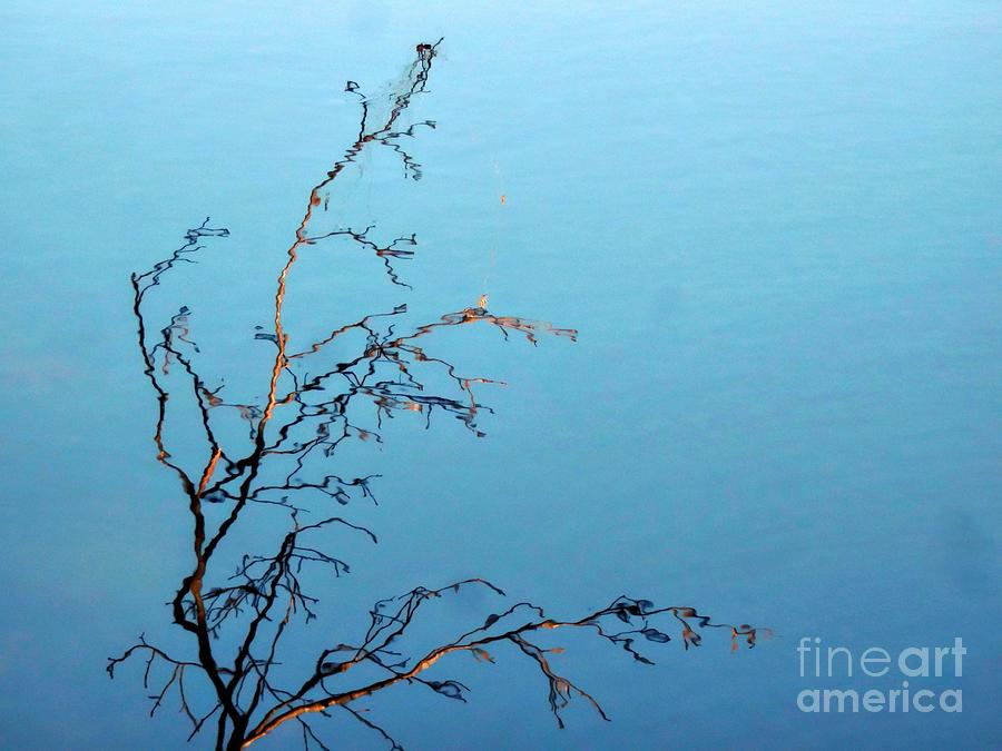 Reflective Branches Photograph by Marcia Lee Jones