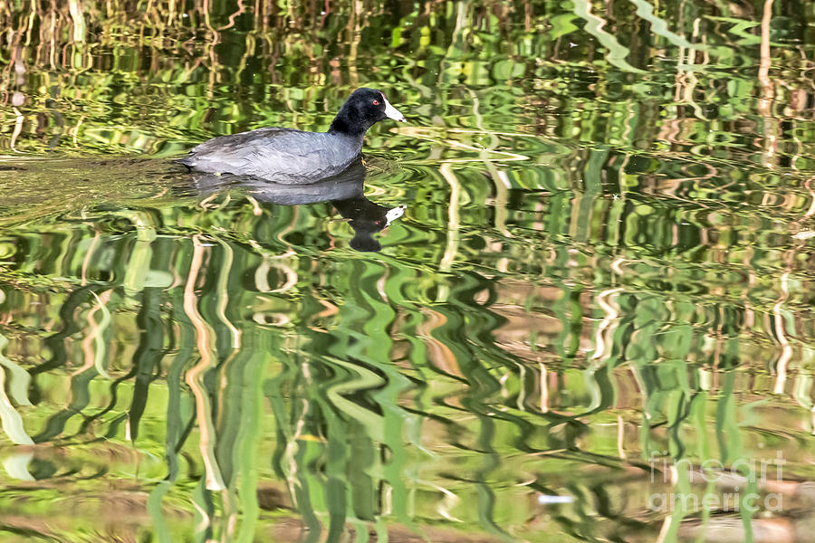 Bird Photograph - Reflective Coot by Kate Brown