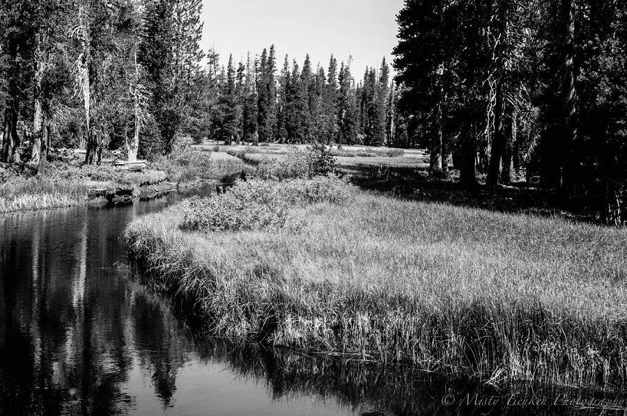 Reflective Creek Photograph by Misty Tienken