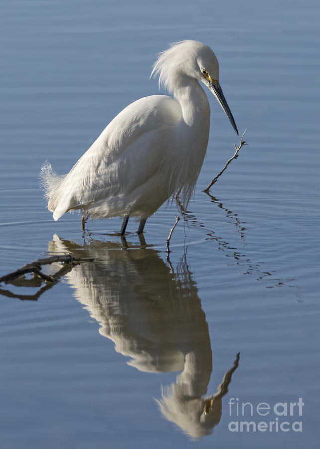 Reflective Egret Photograph by Priscilla Burgers