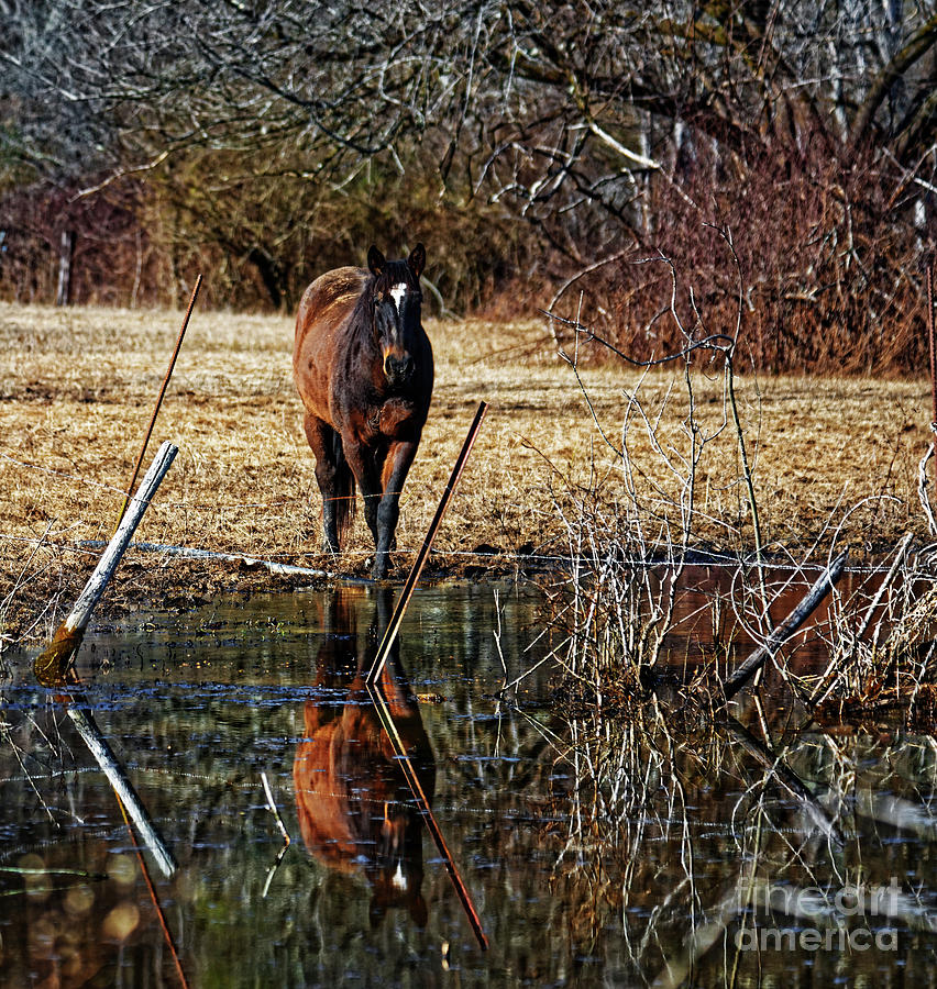 Reflective Horse Photograph