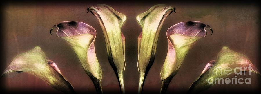Reflective Lilies Photograph by Clare Bevan