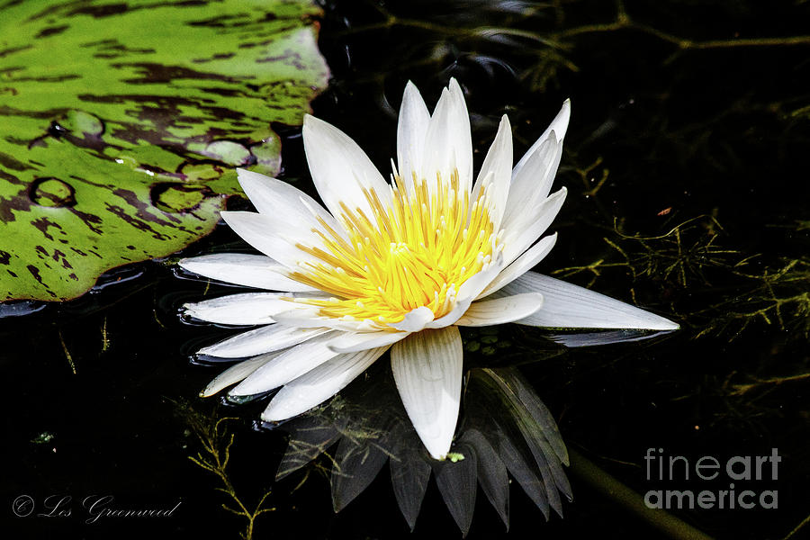 Reflective Lily Photograph by Les Greenwood
