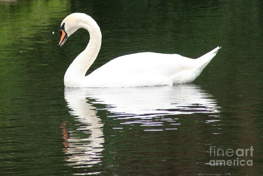 Swan Photograph - Reflective Swan by Maria Young
