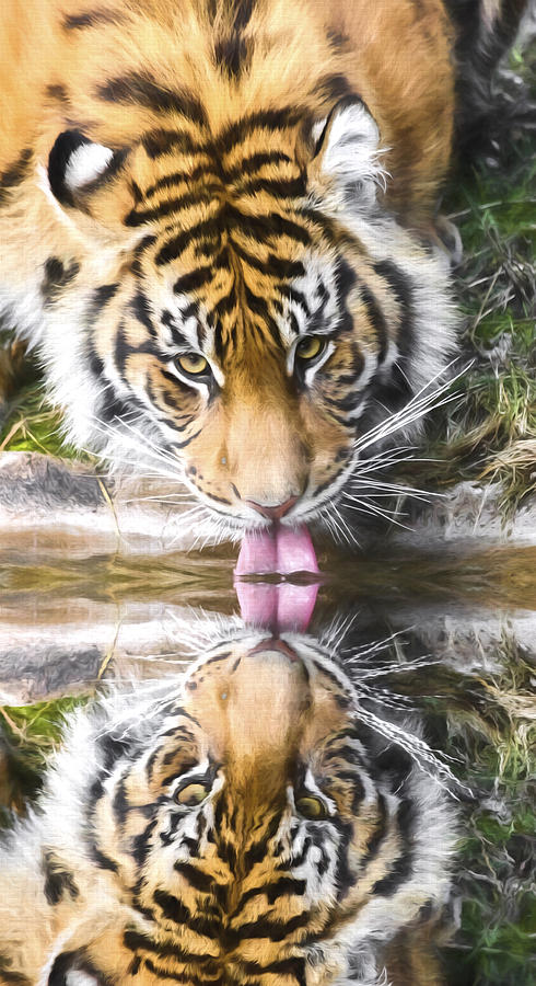 Reflective Tiger Photograph by Wes and Dotty Weber