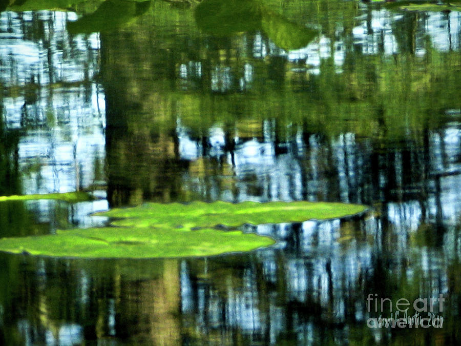 Reflective Water Lily Pond  Photograph by Carol F Austin