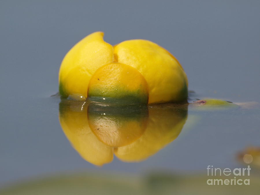 Reflective Yellow Lily Bud Photograph by Vivian Martin