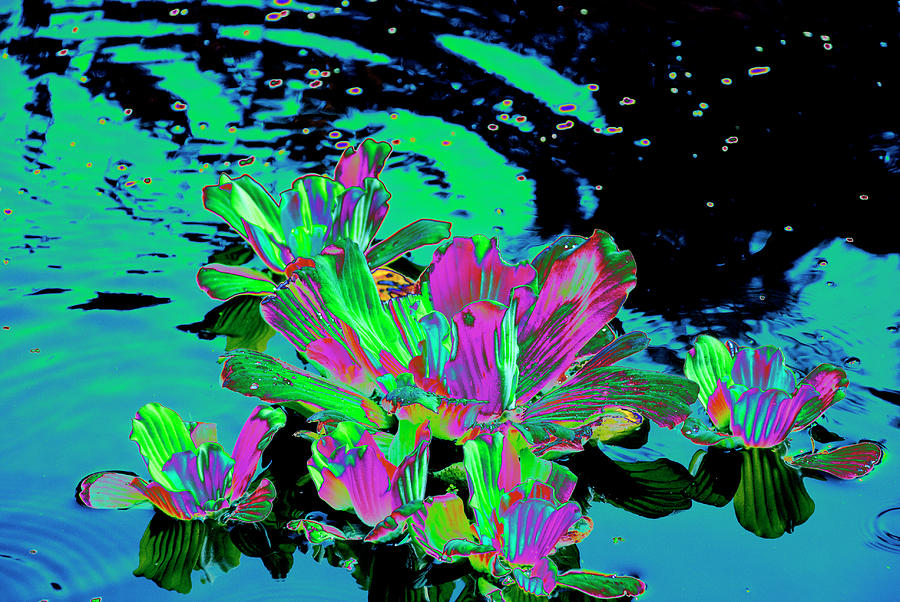Reflexion of Floating Flowers Photograph by Don Wright