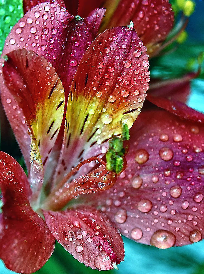 Flower Photograph - Refreshed by Steve Harrington